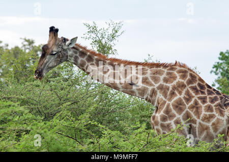 Giraffe (Giraffa camelopardis). Navigando Acacia sp. fogliame, con disegni rosso-fatturati Oxpeckers (Buphagus erythorhynchus), appollaiate sul collo fr Foto Stock