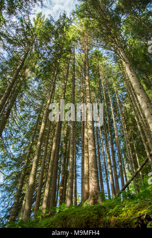 Bellissimi alberi in overhead torreggianti in una foresta da angolo basso Foto Stock