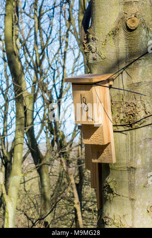 In legno tipo Kent bat box montato su un albero a Ravenscar Peakside North Yorkshire Foto Stock