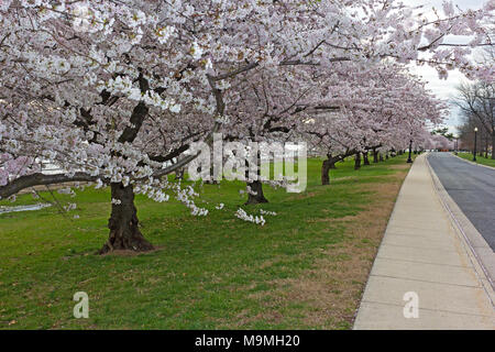 Vicolo con la fioritura di allegro gli alberi del parco lungo il fiume Potomac in Washington DC, Stati Uniti d'America. Coppia albero ciliegio a pieno fiore vicino all'acqua. Foto Stock