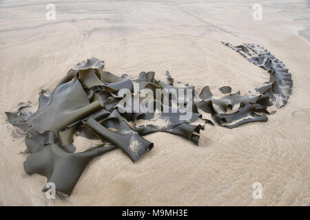 Kelp sulla spiaggia, Surat Bay, il Catlins, Nuova Zelanda Foto Stock