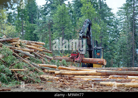 Operatore utilizzando Knuckle-Heel registro del braccio caricatrice con Warath testa di raccolta, tagliare il rivestimento & Ponderosa Pine & Douglas Fir logs. Foto Stock