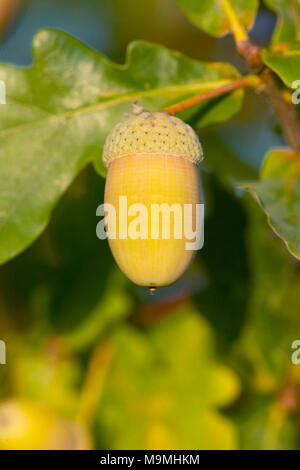 Comune di Quercia farnia (Quercus robur). Acorn su un ramoscello. Germania Foto Stock