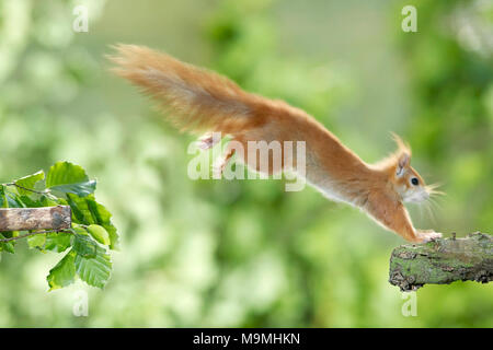 Rosso europeo scoiattolo (Sciurus vulgaris) saltando da un ramo all'altro. Germania Foto Stock