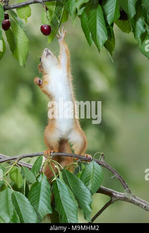 Red scoiattolo (Sciurus vulgaris) che si estende per ciliegie mature in un albero ciliegio. Germania Foto Stock