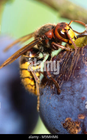 Unione Hornet, Marrone Hornet (Vespa crabro) mangiando una susina. Germania Foto Stock