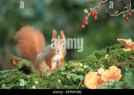 Rosso europeo scoiattolo (Sciurus vulgaris) accanto a bacche di Crataegus. Germania Foto Stock