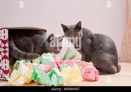 Chartreux cat. Coppia di gattini giocando con una scatola riempita con carta, ammenda giocattolo per gatti. Germania Foto Stock