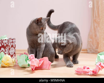 Chartreux cat. Coppia di gattini giocando con una scatola riempita con carta, ammenda giocattolo per gatti. Germania Foto Stock