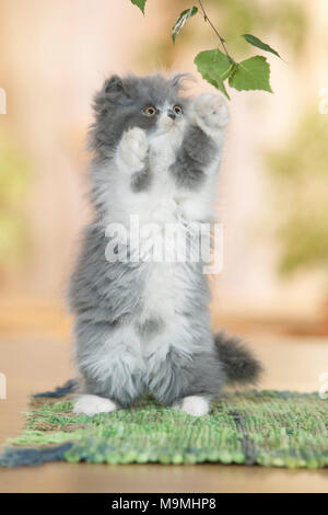 Il persiano Cat. Gattino seduto sulle zampe posteriori su un tappeto, giocando con foglie di betulla. Germania. Foto Stock