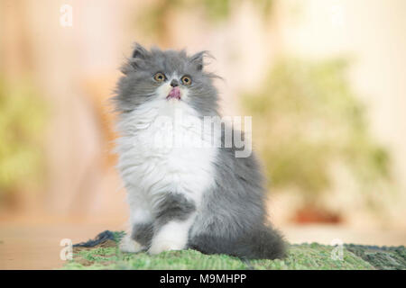 Il persiano Cat. Gattino seduto su un tappeto, leccare il suo naso. Germania. Foto Stock