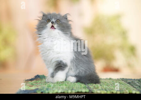 Il persiano Cat. Gattino seduto su un tappeto, meowing. Germania. Foto Stock
