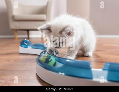 Sacred Birman. I cuccioli di toccare una palla in gioco divertente (circuito di velocità). La Germania . Foto Stock