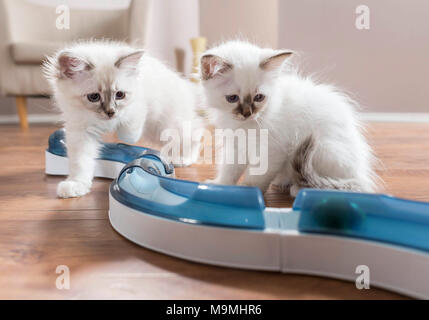 Sacred Birman. Due gattini guardando una palla in gioco divertente (circuito di velocità). La Germania . Foto Stock