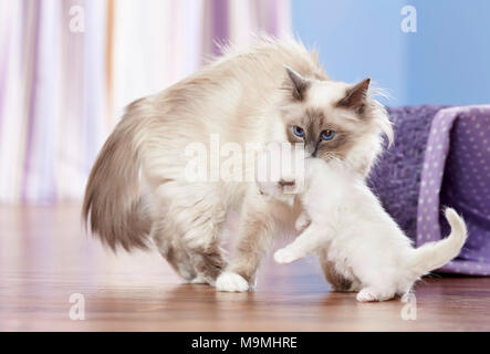 Gatto sacri di birmania. Madre di prelevare un gattino (4 settimane di età). Germania Foto Stock