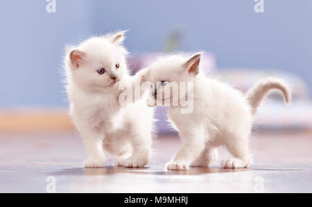 Gatto sacri di birmania. Due cuccioli (4 settimane di età) giocando sul parquet. Germania Foto Stock