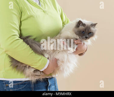 Gatto sacri di birmania. Donna che trasporta un gatto adulto. Germania Foto Stock