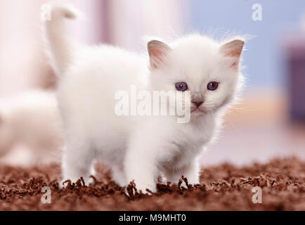 Gatto sacri di birmania. Kitten (4 settimane di età) in piedi su un tappeto. Germania Foto Stock