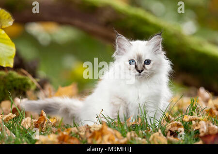 Sacred Birman. Gattino seduto in erba con la figliata di foglia. Germania Foto Stock