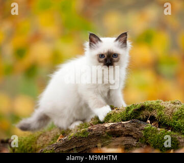 Sacred Birman. Gattino in piedi su un registro di muschio. Germania Foto Stock