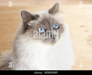 Gatto sacri di birmania. Gatto adulto seduto sul parquet, ritratto. Germania Foto Stock