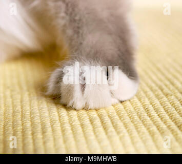 Gatto sacri di birmania. Close-up di zampa. Germania Foto Stock