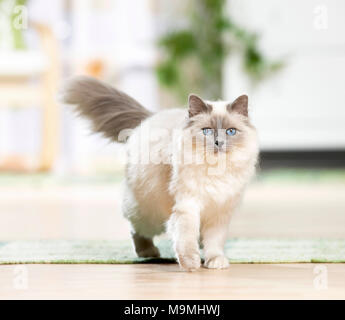 Sacred Birman. Gatto adulto a piedi in un salotto. Germania Foto Stock