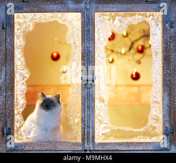 Natale: gatto Sacri di Birmania in corrispondenza di una finestra ghiacciata con decorazione di festa. Germania Foto Stock