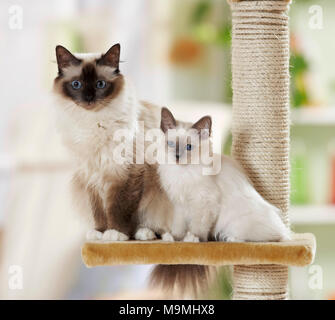 Gatto sacri di birmania. Madre con un gattino seduto su una scalfittura post. Germania Foto Stock