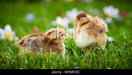 Welsummer pollo. Coppia di polli in prato fiorito in primavera. Germania Foto Stock