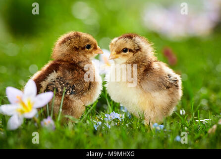 Welsummer pollo. Coppia di polli in prato fiorito in primavera. Germania Foto Stock