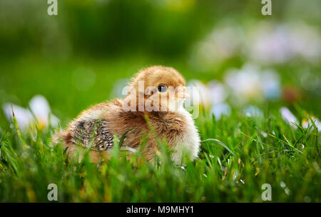 Welsummer pollo. Pollo in prato fiorito in primavera. Germania Foto Stock