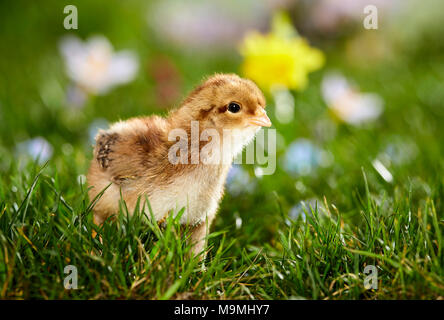 Welsummer pollo. Pollo in prato fiorito in primavera. Germania Foto Stock