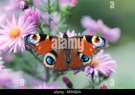 Unione farfalla pavone (Aglais io). Farfalla sulla Aster fiori. Germania Foto Stock
