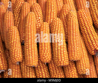 Granturco granturco (Zea mays). Sbucciate spighe mature, studio immagine. Foto Stock