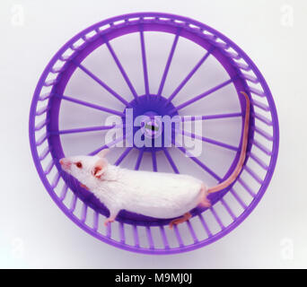 Albino mouse fantasia nella ruota in esecuzione Foto Stock