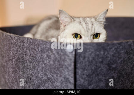 British Shorthair cat. Tabby adulto giacente lettino pet fatta di feltro. Germania Foto Stock