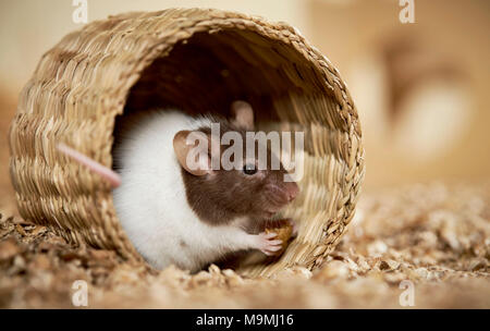 Fancy Mouse. Maschio adulto in un cestello, mangiare. Germania Foto Stock