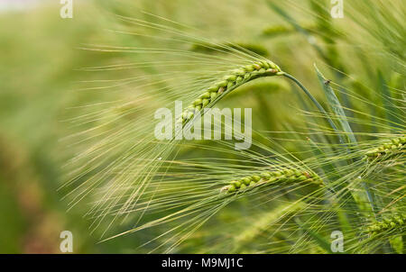 Orzo (Hordeum vulgare). Orecchio acerbo in un campo. Germania Foto Stock