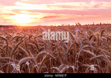 La segala (Secale cereale). Campo con spighe mature in sunset. Germania. Foto Stock