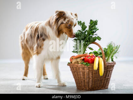 Australian Shepherd sniffing a cesto pieno di frutta e verdura. Germania Foto Stock