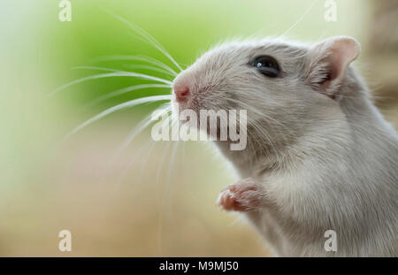 Addomesticazione gerbillo (Meriones unguiculatus). Ritratto di adulto. Germania Foto Stock