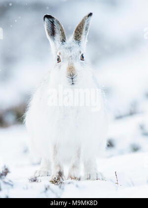 Mountain lepre (Lepus timidus) seduta nella neve, cappotto, Cairngroms National Park, Highlands scozzesi, Scozia Foto Stock