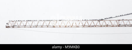 Carrion crows (Corvus corone) seduti sulla coperta di neve gru, Monaco di Baviera, Germania Foto Stock