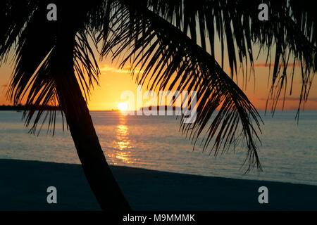 Palm Tree sulla spiaggia al tramonto, Tikehau Atoll, Arcipelago Tuamotu, isole della Società, isole Windward, Polinesia Francese Foto Stock