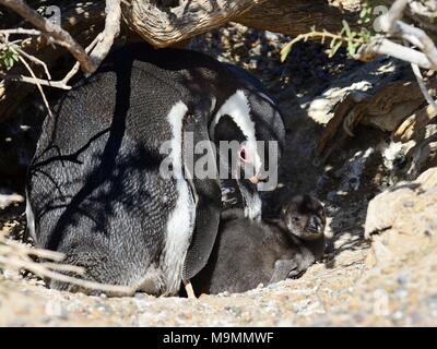 Magellanic penguin (Spheniscus magellanicus), animale adulto animale con pulcini di allevamento scavano, Punta Tombo, Chubut, Argentina Foto Stock