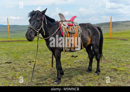 Addomesticare cavallo di un nomade con tradizionale sella nella steppa, Mongolia Foto Stock