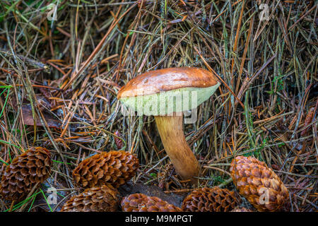 Bay bolete (Imleria badia), funghi commestibili, fra i coni, Syddanmark, Danimarca Foto Stock