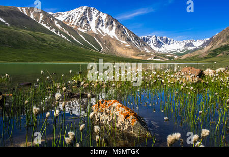 Fioritura di vegetazione, Cottongrass (Eriophorum) e il lago, coperta di neve montagne di Altai nel retro, Mongolia Foto Stock