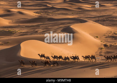 Gregge di cammelli (Camelidae) a piedi attraverso la vastità delle dune di sabbia del deserto del Gobi e Mongolia Foto Stock